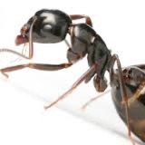 hormiga negra común